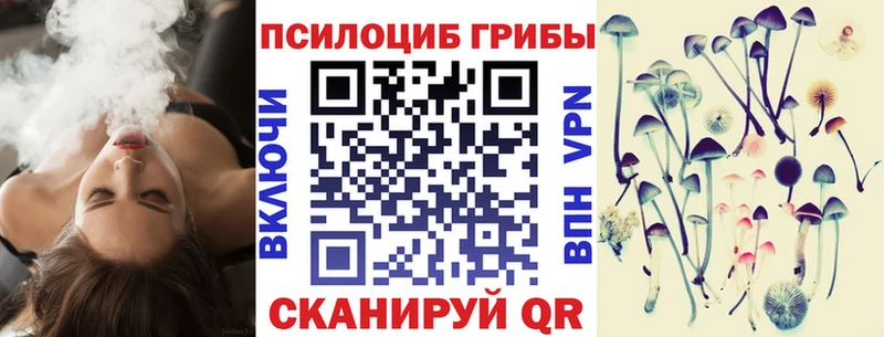 где можно купить Великий Новгород Псилоцибиновые грибы Cubensis