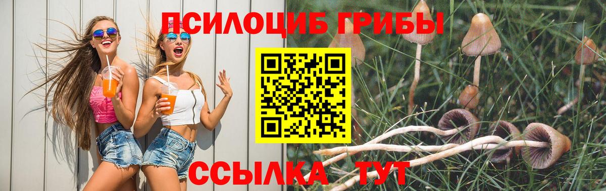 Галлюциногенные грибы Psilocybe  хочу наркоту  Псилоцибиновые грибы MAGIC MUSHROOMS  Великий Новгород 